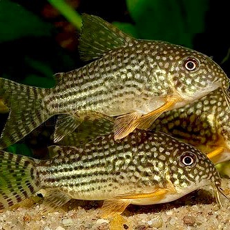 Corydoras sterbai   Pantsermeerval 2,8-3